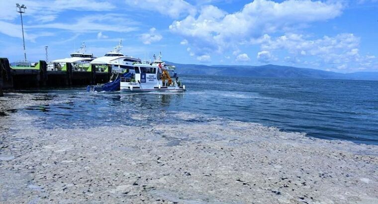 Ещё один пляж пришёл в негодность из-за морской слизи