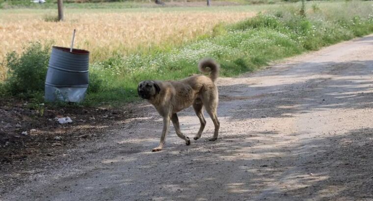 Принят закон о бездомных животных